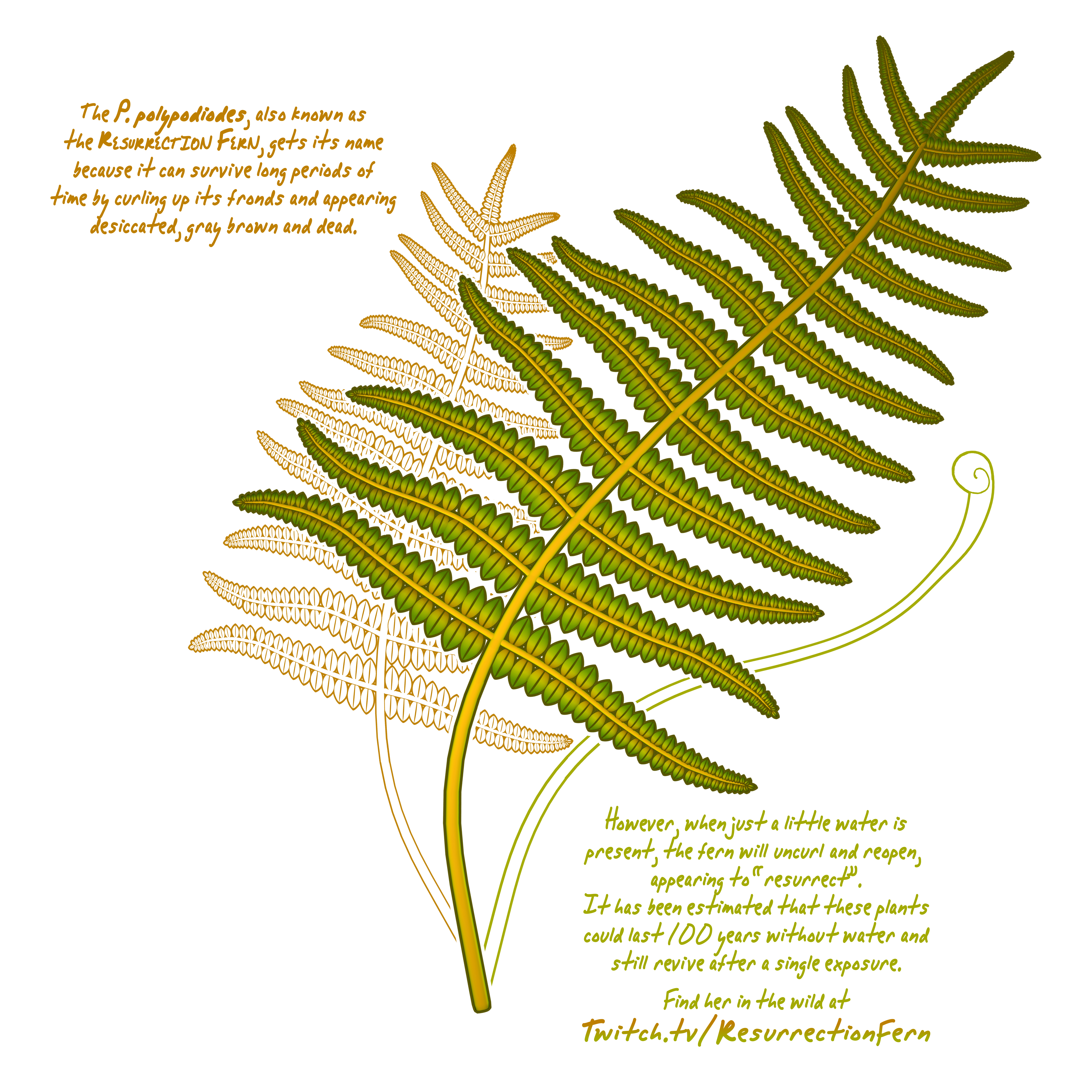 Resurrection Fern